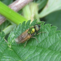 Chloromyia formosa