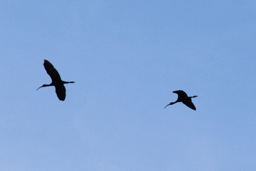 Avistamiento Morito común (Marismas Odiel)