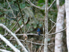 Cyornis
