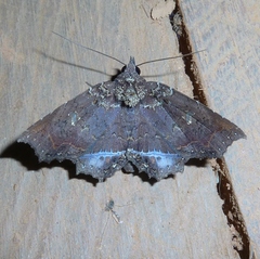 Polygoniodes