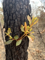 Corymbia gummifera