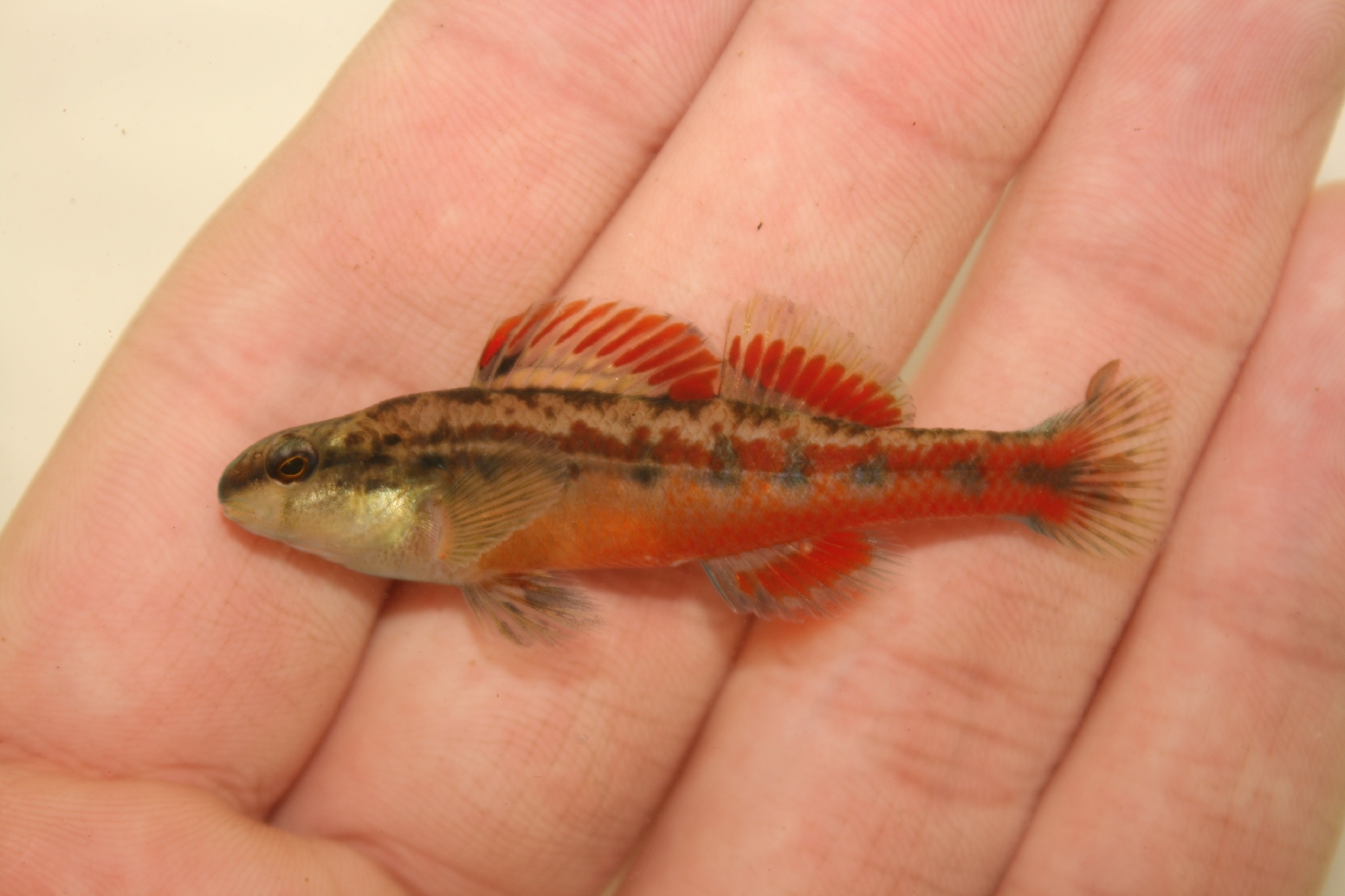 Chickasaw Darter photo 8