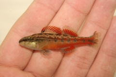Chickasaw Darter photo 1