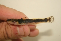 Least Madtom photo 1