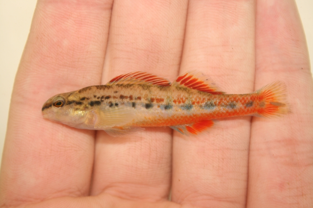 Chickasaw darter (Etheostoma cervus) — Percidae