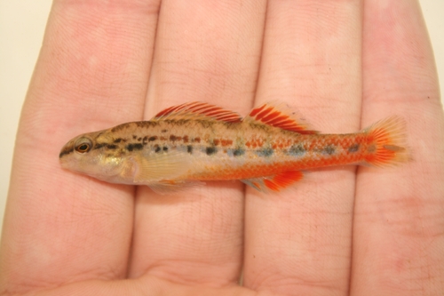 Chickasaw darter (Etheostoma cervus) — Percidae