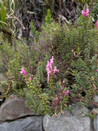 Lamourouxia virgata, photograph 6