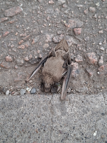 Moloso común observed by maite39