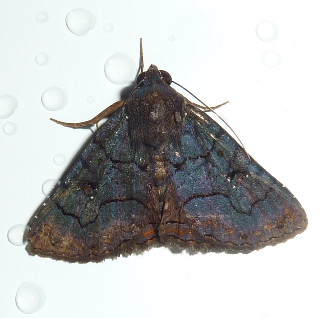 Pseudyrias