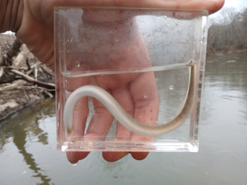 Least brook lamprey (Lampetra aepyptera) — Petromyzontidae — 5