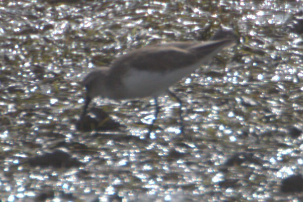 Curlew Sandpiper (Calidris ferruginea), photo 8