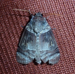 Iscadia rectilinea