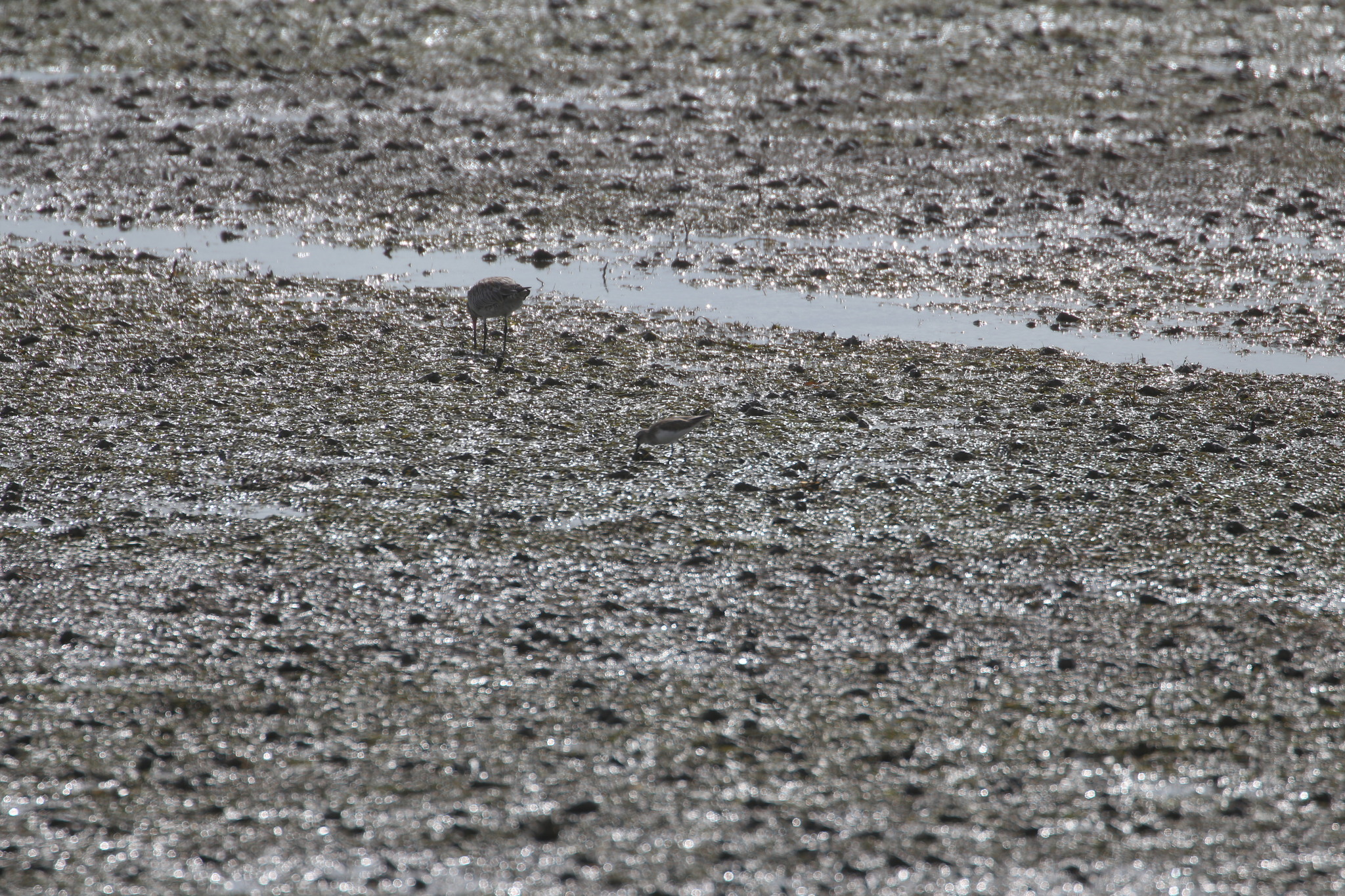Curlew Sandpiper (Calidris ferruginea), photo 9