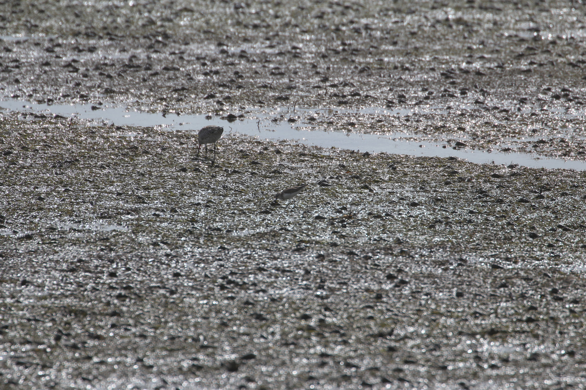 Curlew Sandpiper (Calidris ferruginea), photo 10