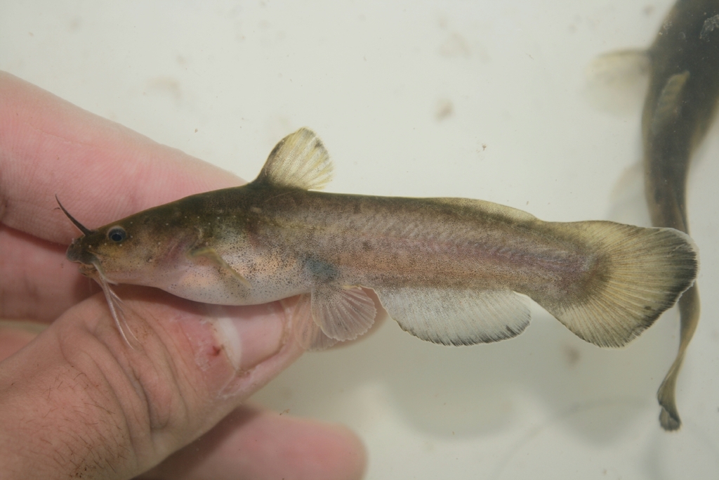 Brown Madtom