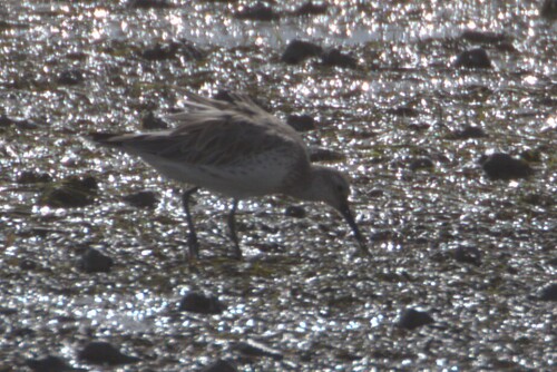 Great Knot (Calidris tenuirostris), photo 8