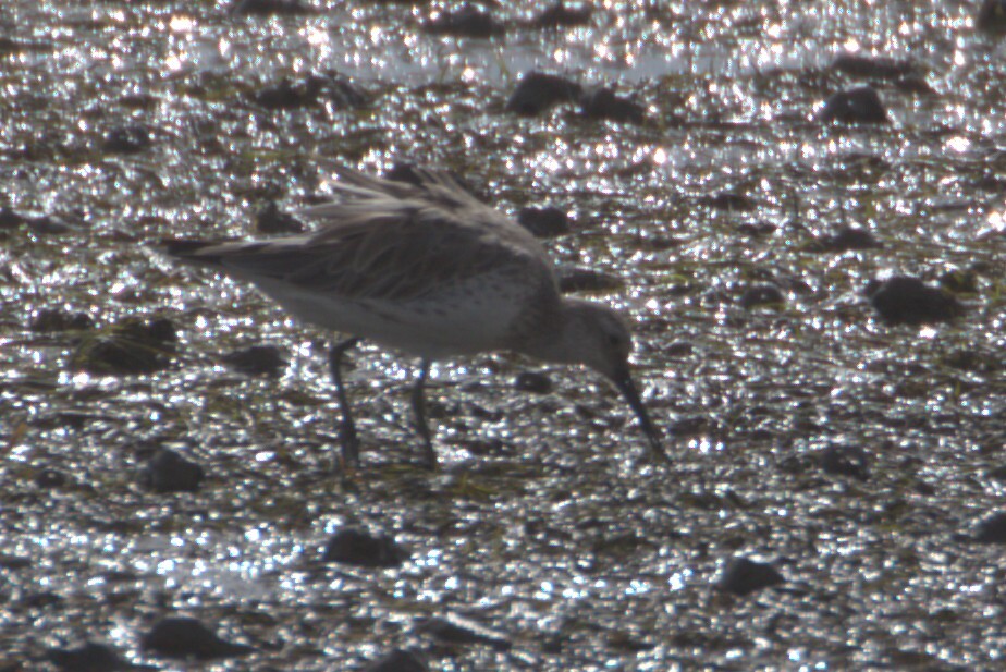 Great Knot (Calidris tenuirostris), photo 3