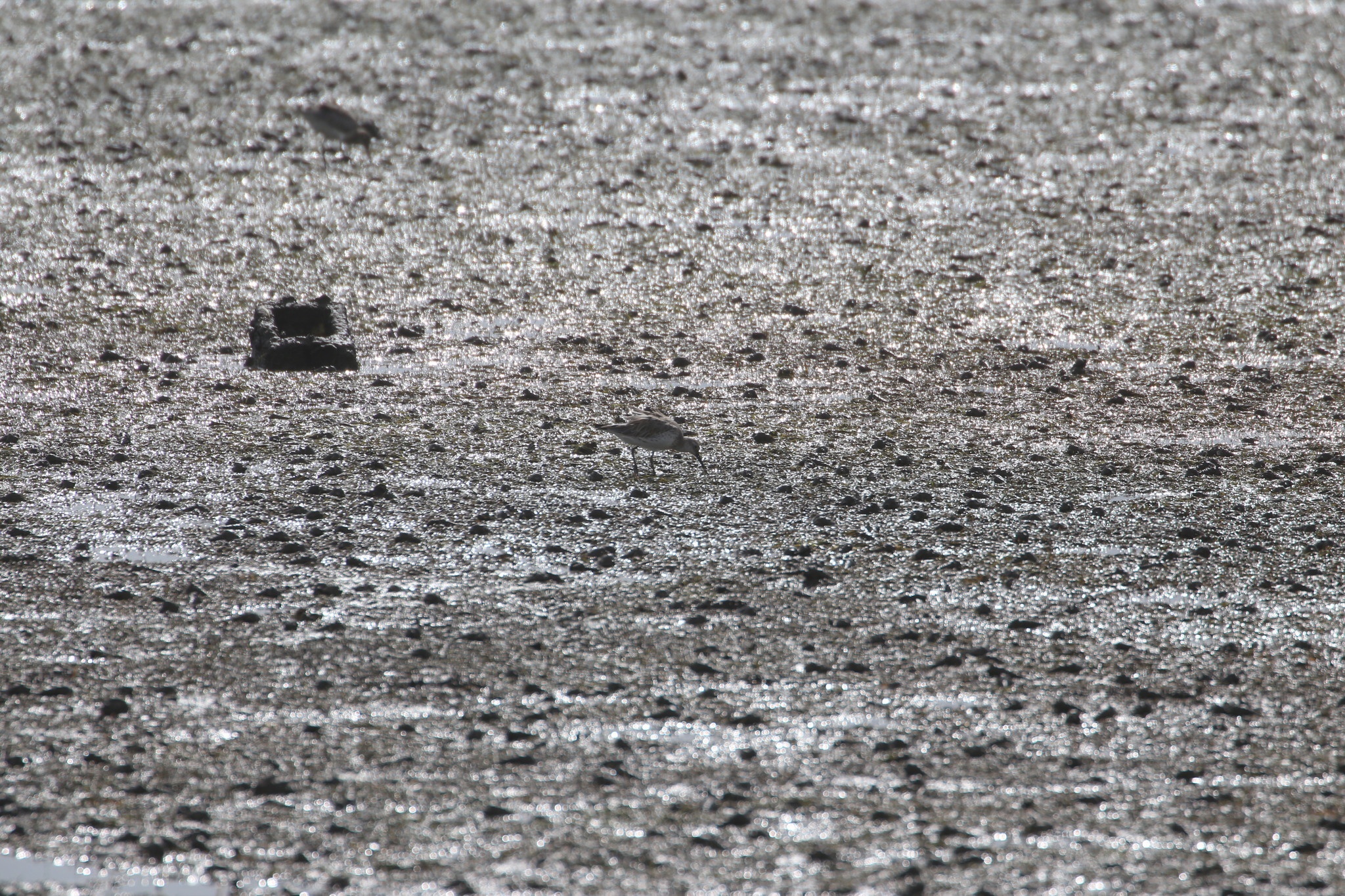 Great Knot (Calidris tenuirostris), photo 4
