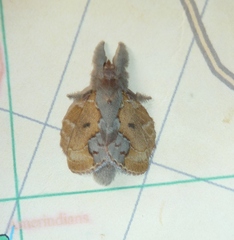 Euglyphis lankesteri