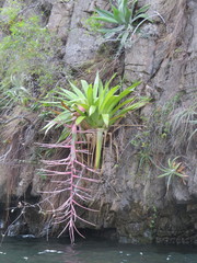 Tillandsia juerg-rutschmannii