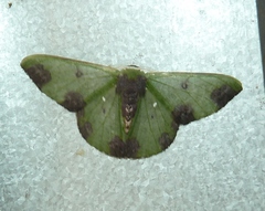 Oospila atopochlora