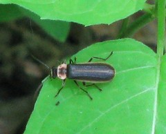 Podabrus brevicollis