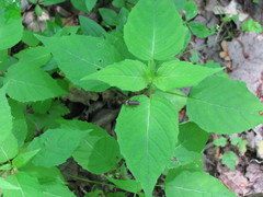 Podabrus brevicollis