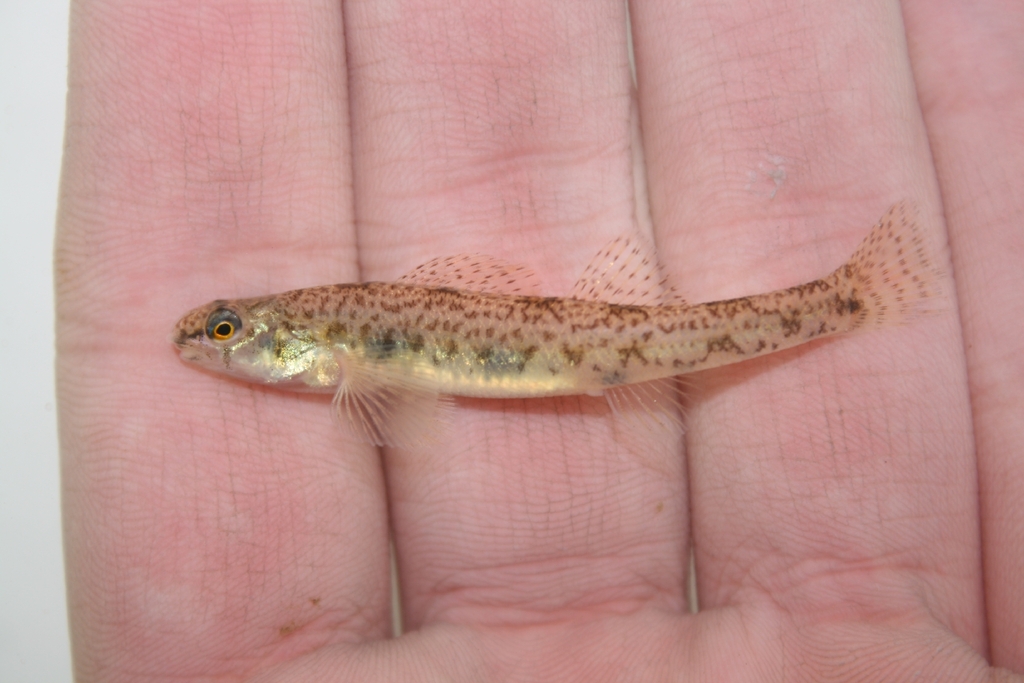 Bluntnose Darter