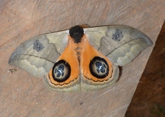 Automeris liberia