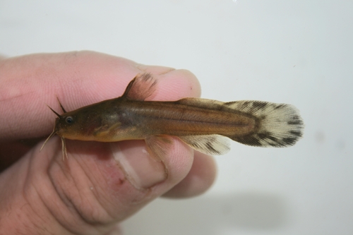 Kikkervisje-dwergmeerval (Noturus gyrinus) — Ictaluridae — 2