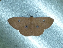 Semaeopus illimitata