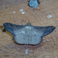 Cryptochrostis suppulchraria