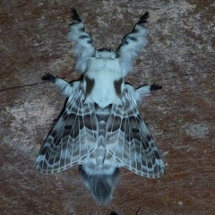 Tolype caieta