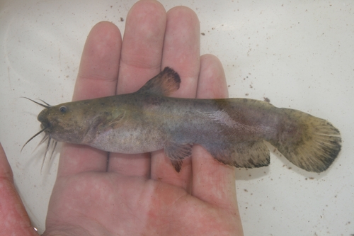 Brown madtom (Noturus phaeus) — Ictaluridae — 2