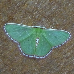 Synchlora pulchrifimbria