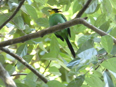 Psarisomus dalhousiae