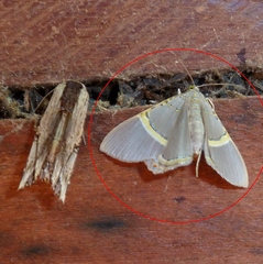 Phrygionis paradoxata