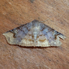 Empelathra amplificans