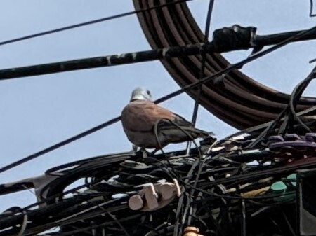 Red Collared-Dove