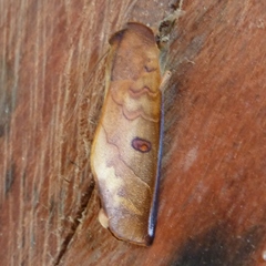 Canodia difformis