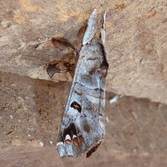 Pantelodes