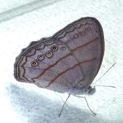 Magneuptychia