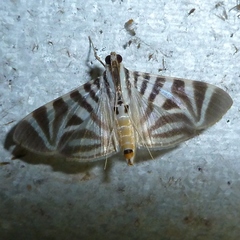 Spilomela perspicata