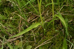 Dactylorhiza traunsteineri