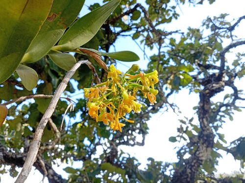 Epidendrum oaxacanum Rolfe 2
