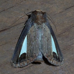 Notoplusia