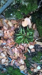 Asplenium ruprechtii
