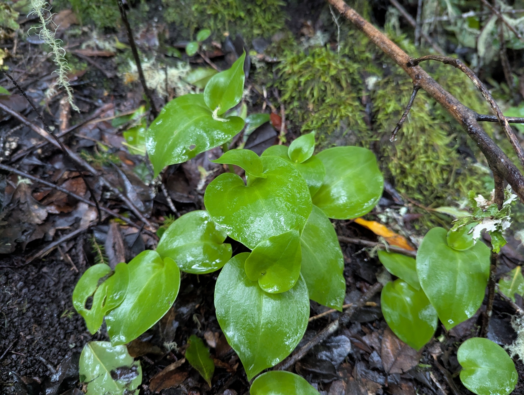 Orquídea de dos hojas