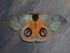 Automeris liberia