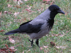Corvus cornix